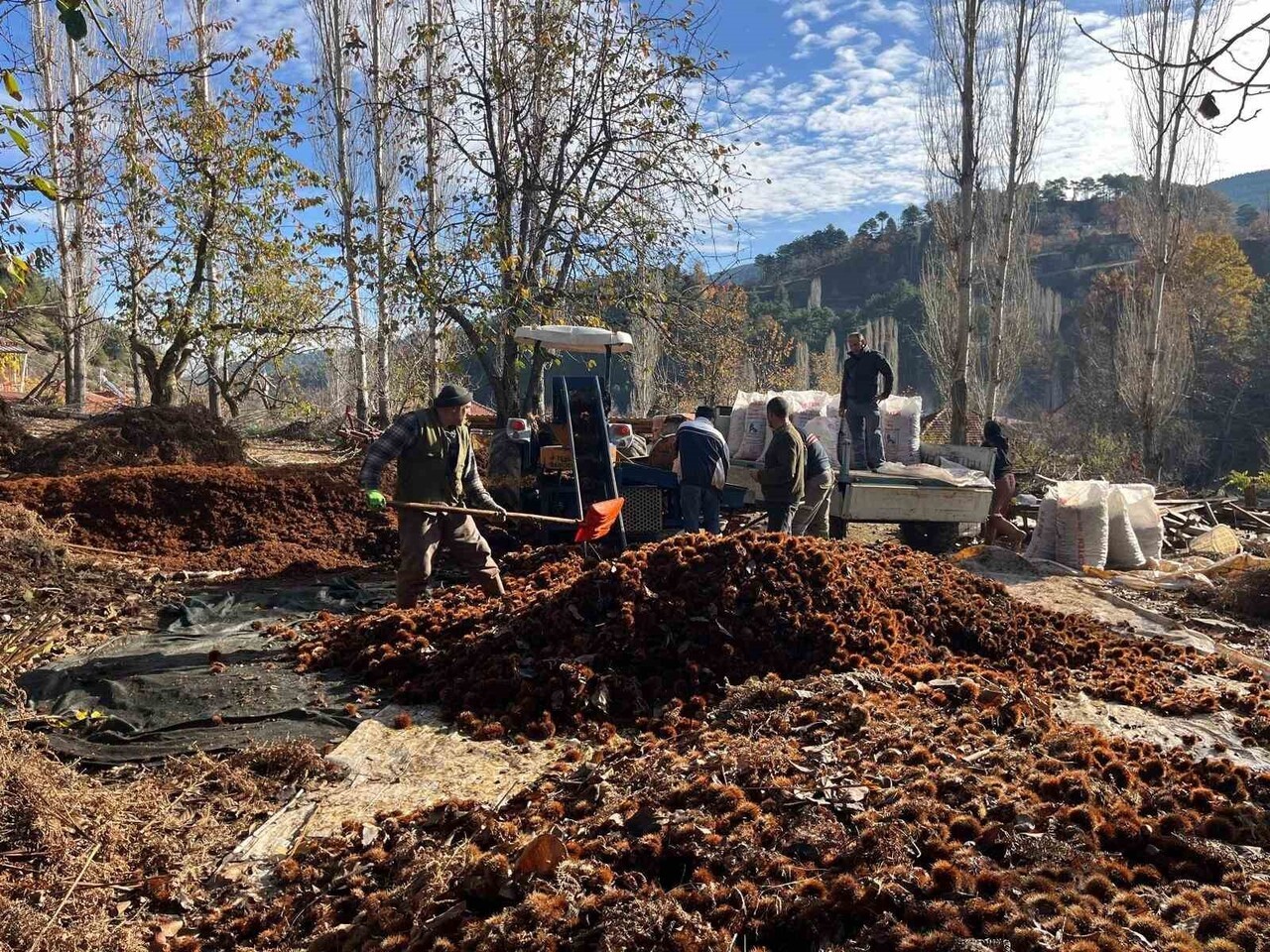 DENİZLİ’NİN BULDAN İLÇESİNDE ASIRLIK AĞAÇLARDA YETİŞEN ALANDIZ KESTANESİ, DİKENLİ YAPISINDAN...