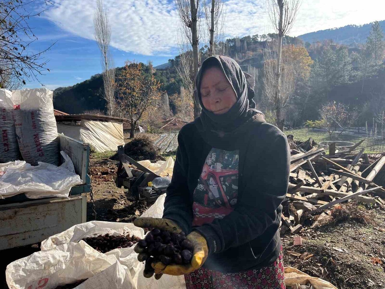 DENİZLİ’NİN BULDAN İLÇESİNDE ASIRLIK AĞAÇLARDA YETİŞEN ALANDIZ KESTANESİ, DİKENLİ YAPISINDAN...