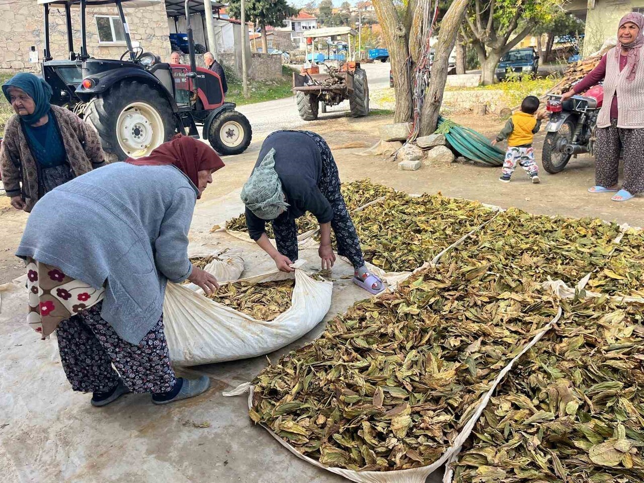 DENİZLİ’NİN BULDAN İLÇESİNDE YÜKSEK KALİTEDE ÜRETİLEN TÜTÜNLER, YAPILAN HASADIN ARDINDAN KOLİLERE...