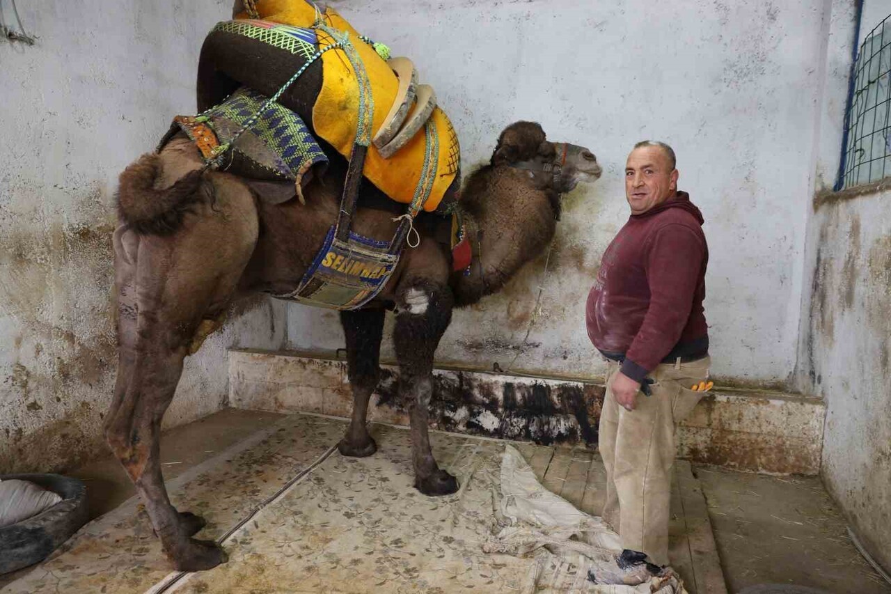 DEVECİLİK KÜLTÜRÜ VE DEVE GÜREŞLERİ FEDERASYONU BAŞKANI AKIN PAZARLIOĞLU, ŞAP KARANTİNASI...