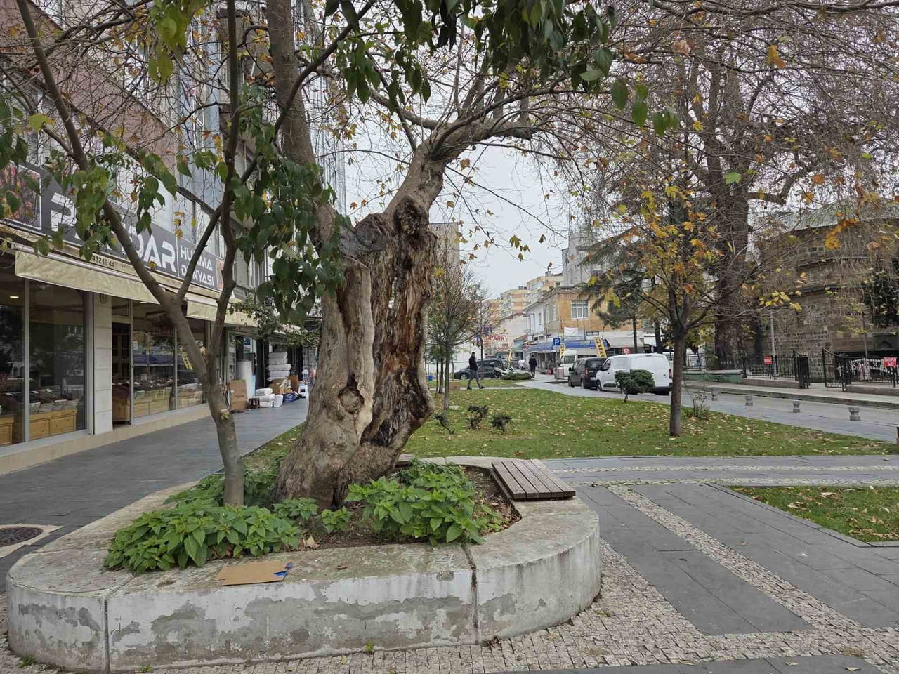DIŞARIDAN BAKILDIĞINDA İÇİ TAMAMEN BOŞ OLAN VE SADECE DIŞ KABUKLA AYAKTA KALAN ÇINAR AĞACI, ÜST...