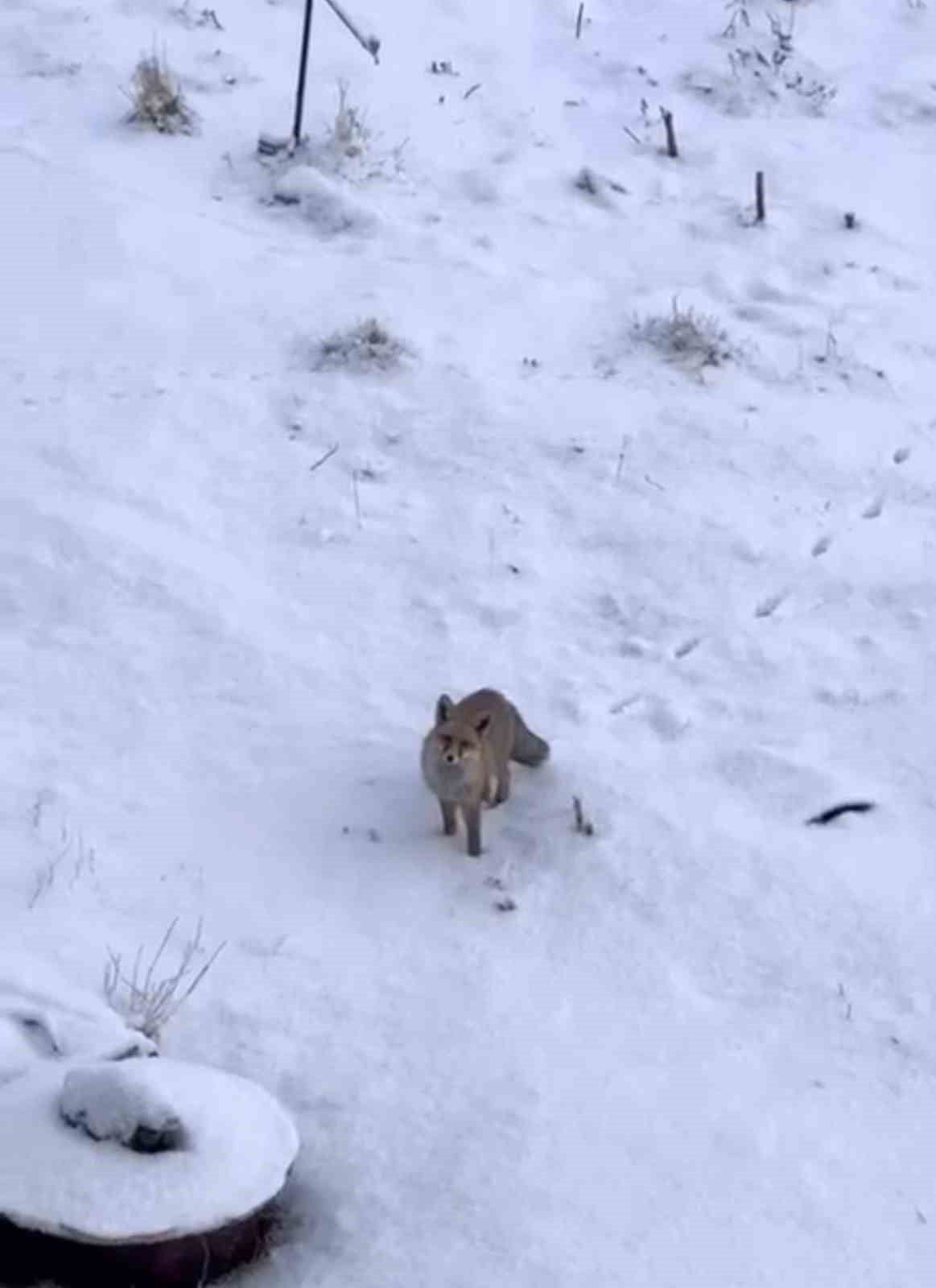 DİYADİN İLÇESİNDE AÇ KALAN TİLKİLER ŞEHİR MERKEZİNDE GÖRÜNTÜLENDİ.