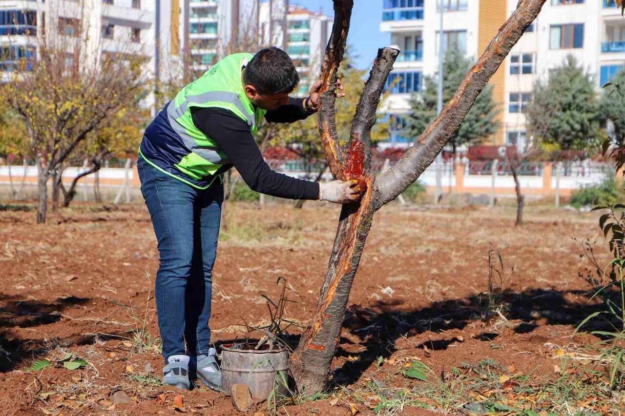 DİYARBAKIR BÜYÜKŞEHİR BELEDİYESİ, HASTALIKLI AĞAÇLARIN SAĞLIKLI ŞEKİLDE YAŞAMLARINI SÜRDÜRMELERİNİ...