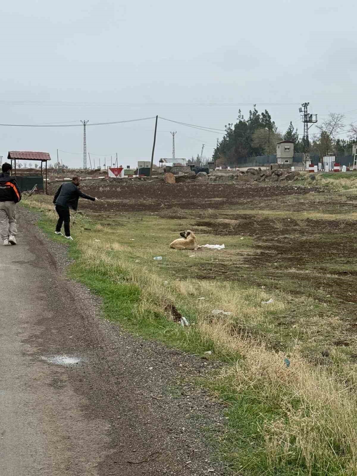 DİYARBAKIR’IN ÇINAR İLÇESİNDE BAŞIBOŞ SOKAK HAYVANLARINA KUDUZ AŞISI UYGULANDI.