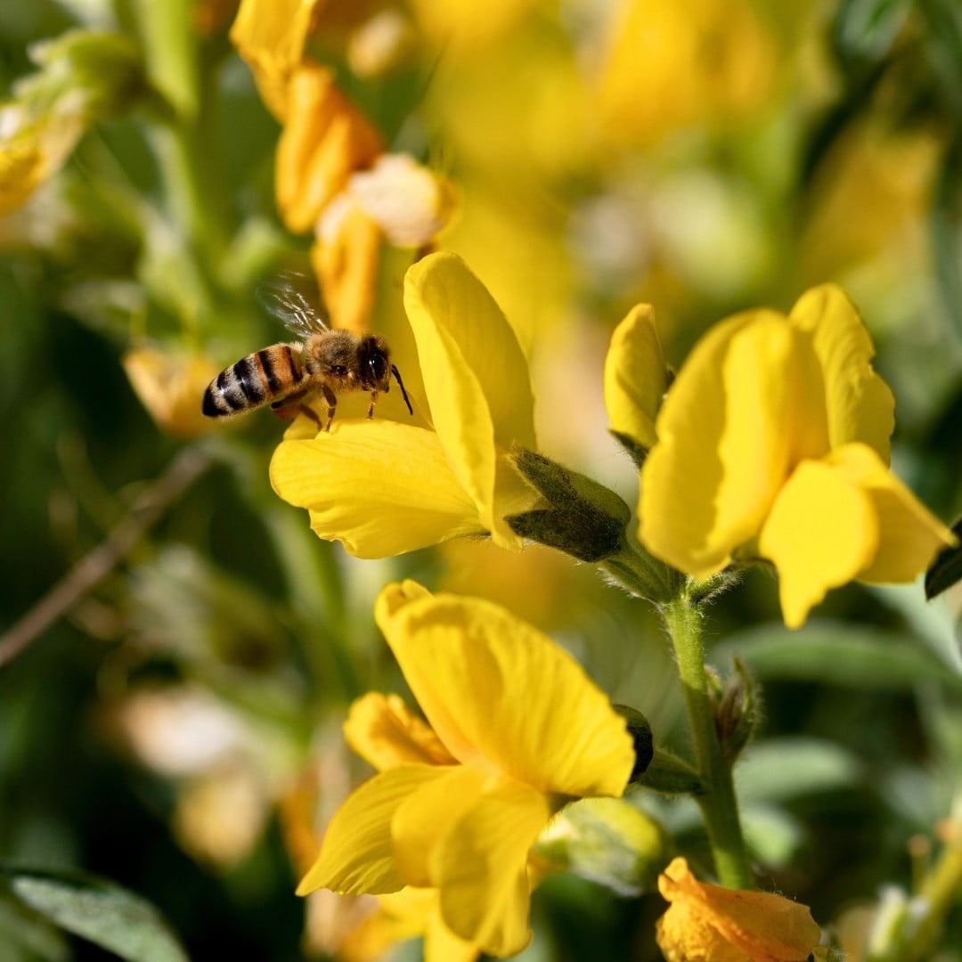 DOĞA KORUMA VE MİLLİ PARKLAR AFYONKARAHİSAR 5. BÖLGE MÜDÜRLÜĞÜNDEN YAPILAN AÇIKLAMADA İNSANLIĞIN...