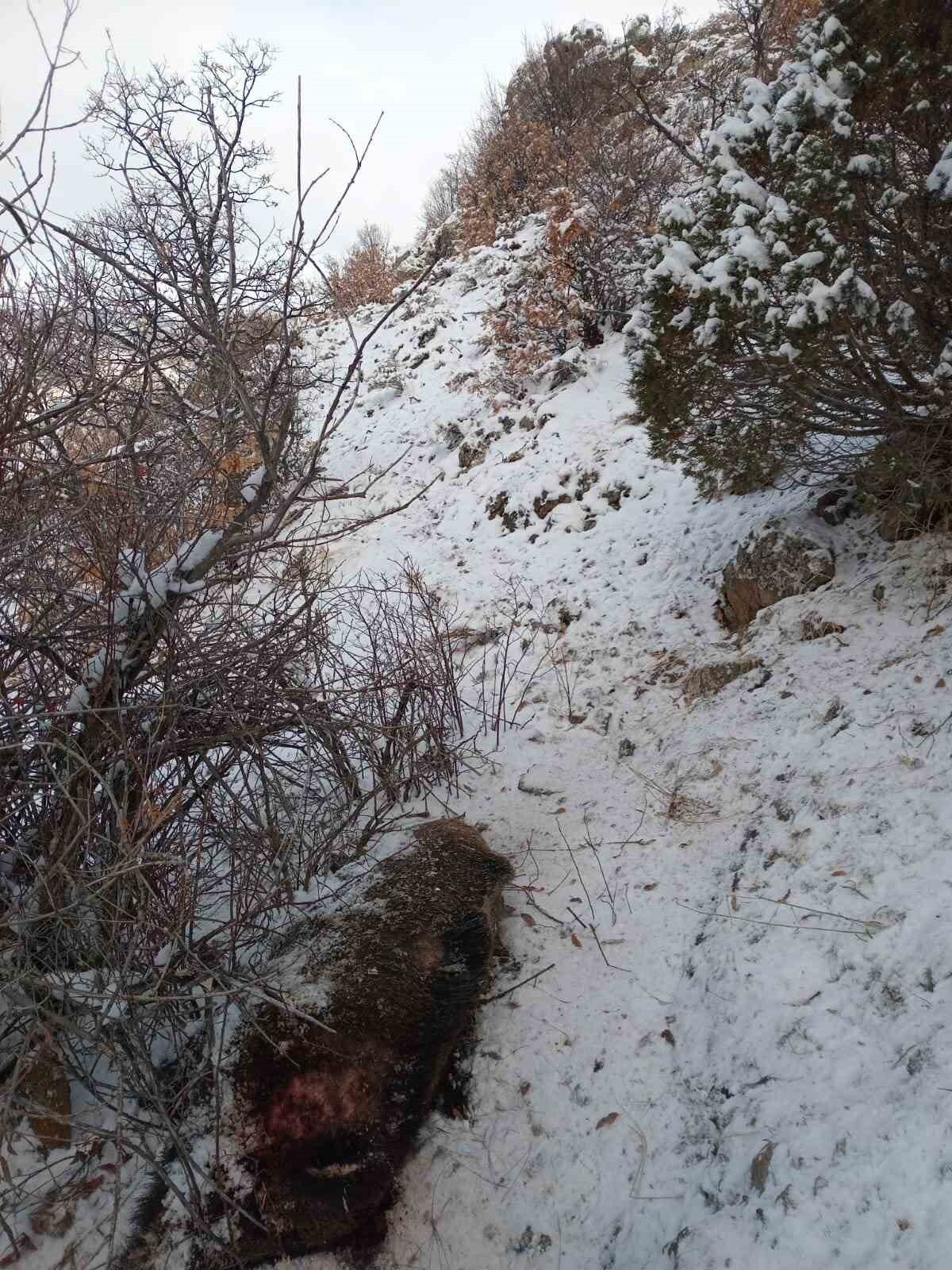 DOMUZ SALDIRISI CAN ALDI