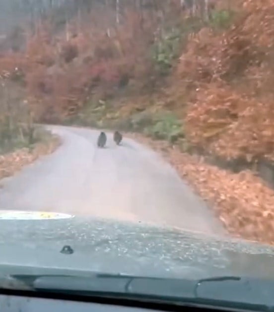 DÜZCE'NİN YIĞILCA İLÇESİNDE KORUMA FAALİYETİ YÜRÜTEN ORMAN İŞLETME PERSONELİ, 2 YAVRU AYIYI CEP...