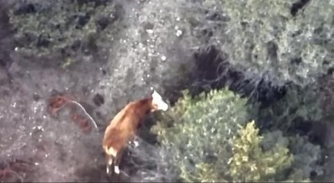 EDİNİLEN BİLGİYE GÖRE, AMASYA MERKEZE BAĞLI SARIKIZ KÖYÜNDE KAYBOLAN İNEĞİNİ 2 GÜNDÜR BULAMAYAN...