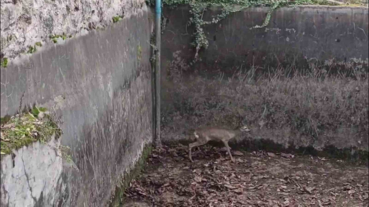 EDİNİLEN BİLGİYE GÖRE, GÖLLÜ BAĞLARI MAHALLESİ’NDE BOŞ HALDEKİ SULAMA HAVUZUNA YAVRU KARACANIN...