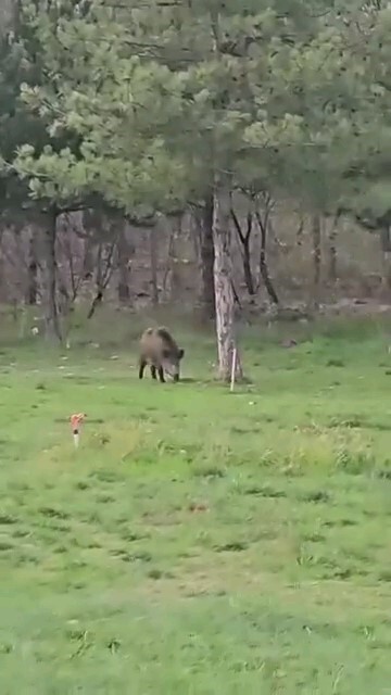 EDİRNE'NE YABAN DOMUZU DA ÜNİVERSİTELİ OLDU.