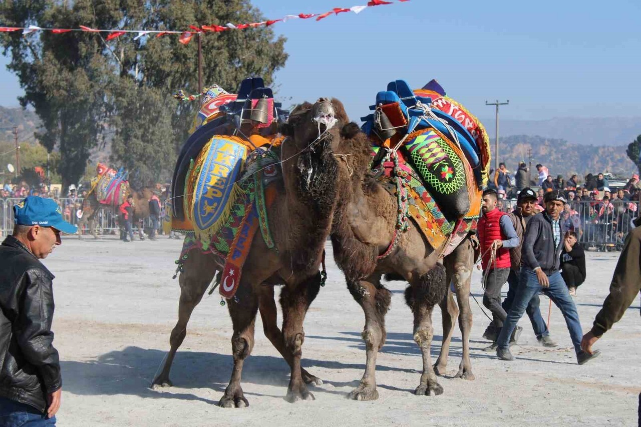 EGE’NİN YÜZYILLARDIR SÜREGELEN KÜLTÜREL MİRASI OLAN DEVE GÜREŞLERİ, BU YIL ŞAP HASTALIĞI NEDENİYLE...
