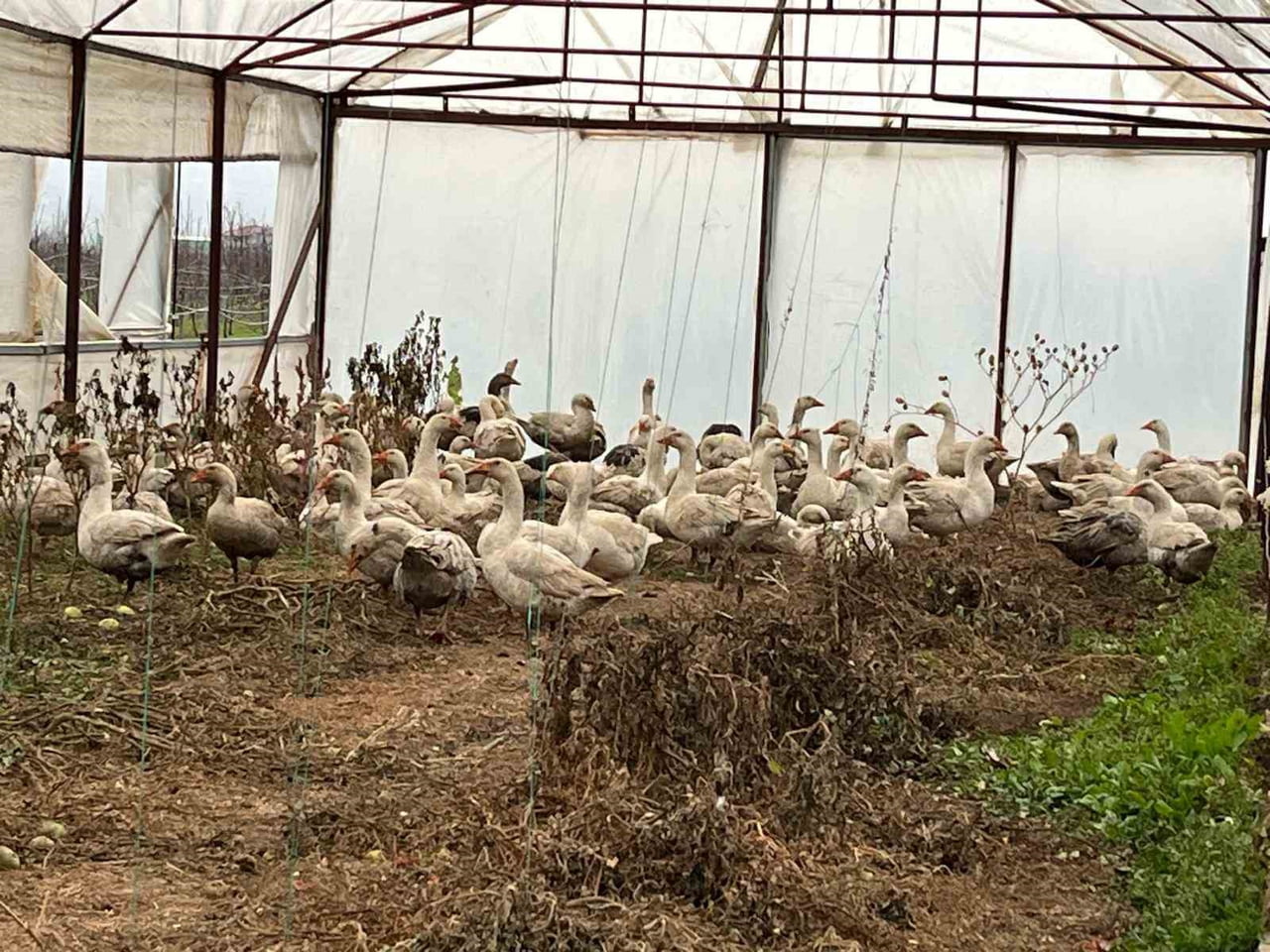 EĞİRDİR MEYVECİLİK ARAŞTIRMA ENSTİTÜSÜ MÜDÜRLÜĞÜ, ENTEGRE MÜCADELE KAPSAMINDA MEYVE BAHÇELERİNDE...
