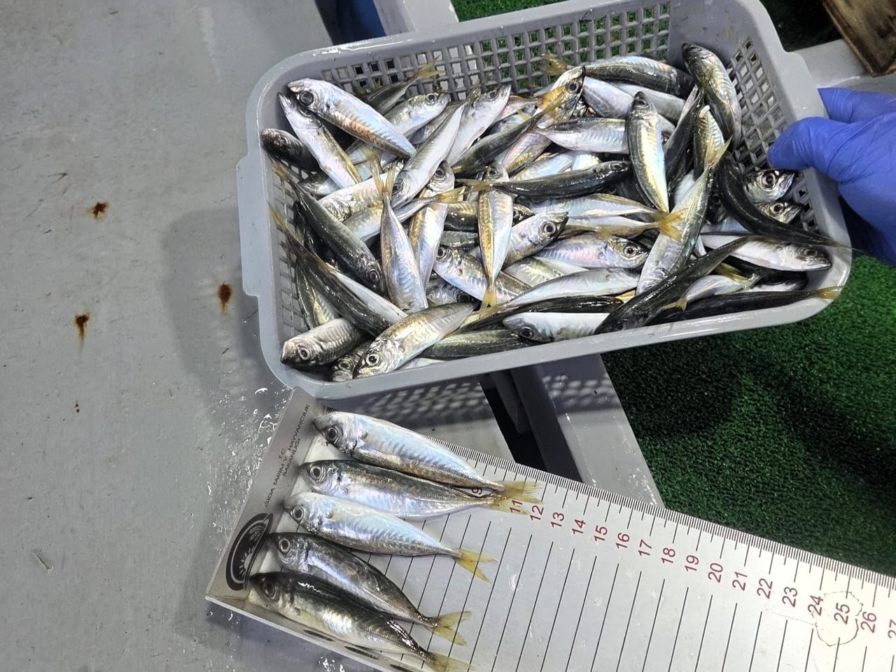 EKİPLER, AVLANAN BALIK ÇEŞİTLERİ VE BOYLARI, KOTA UYGUNLUĞU, MİKTAR DOĞRULUĞU, TAŞIMA ŞARTLARI İLE...