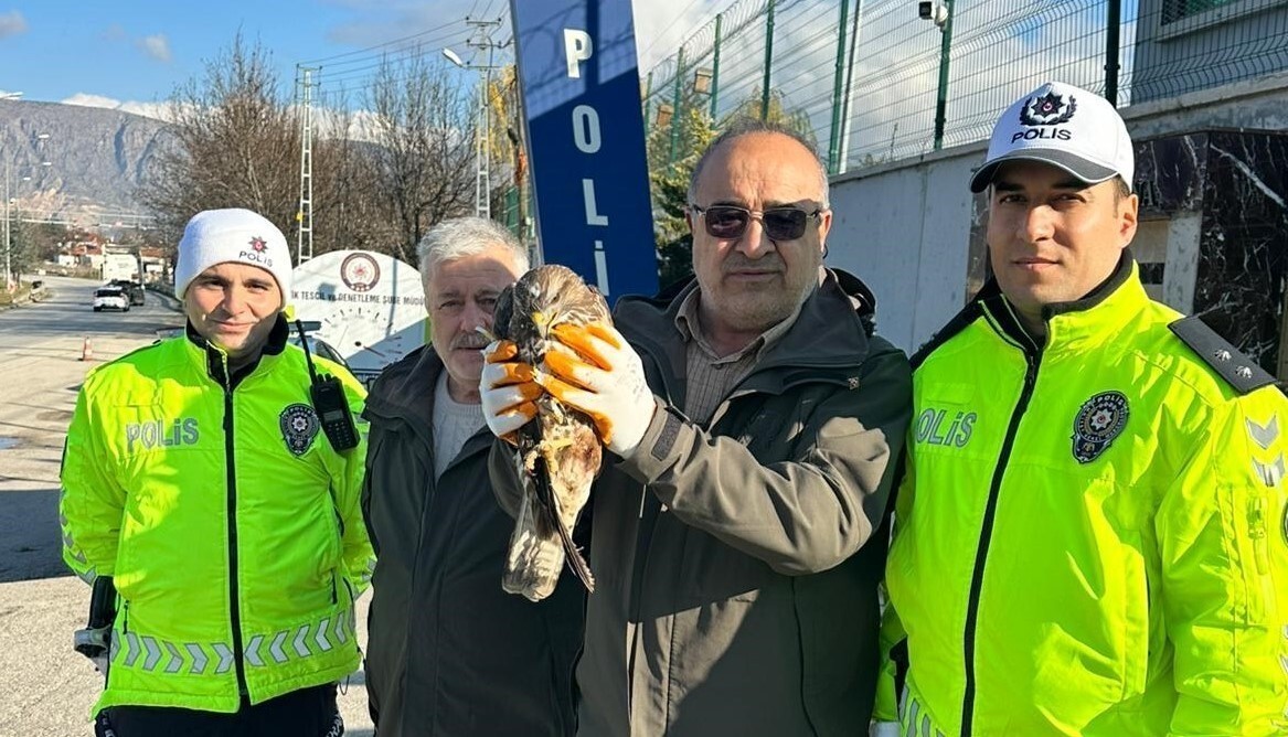 EKİPLER TARAFINDAN KORUMA ALTINA ALINAN KIZIL ŞAHİN, TEDAVİSİ YAPILMAK ÜZERE AMASYA DOĞA KORUMA VE...