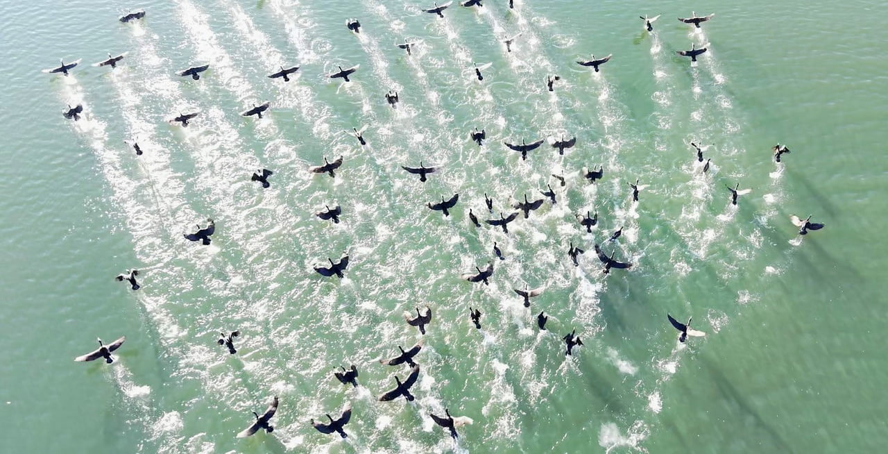 ELAZIĞ'DA ETKİSİNİ SÜRDÜREN SOĞUK HAVA VE KAR YAĞIŞI, CİP BARAJ GÖLÜ'NDE YABAN HAYATINA DAİR...