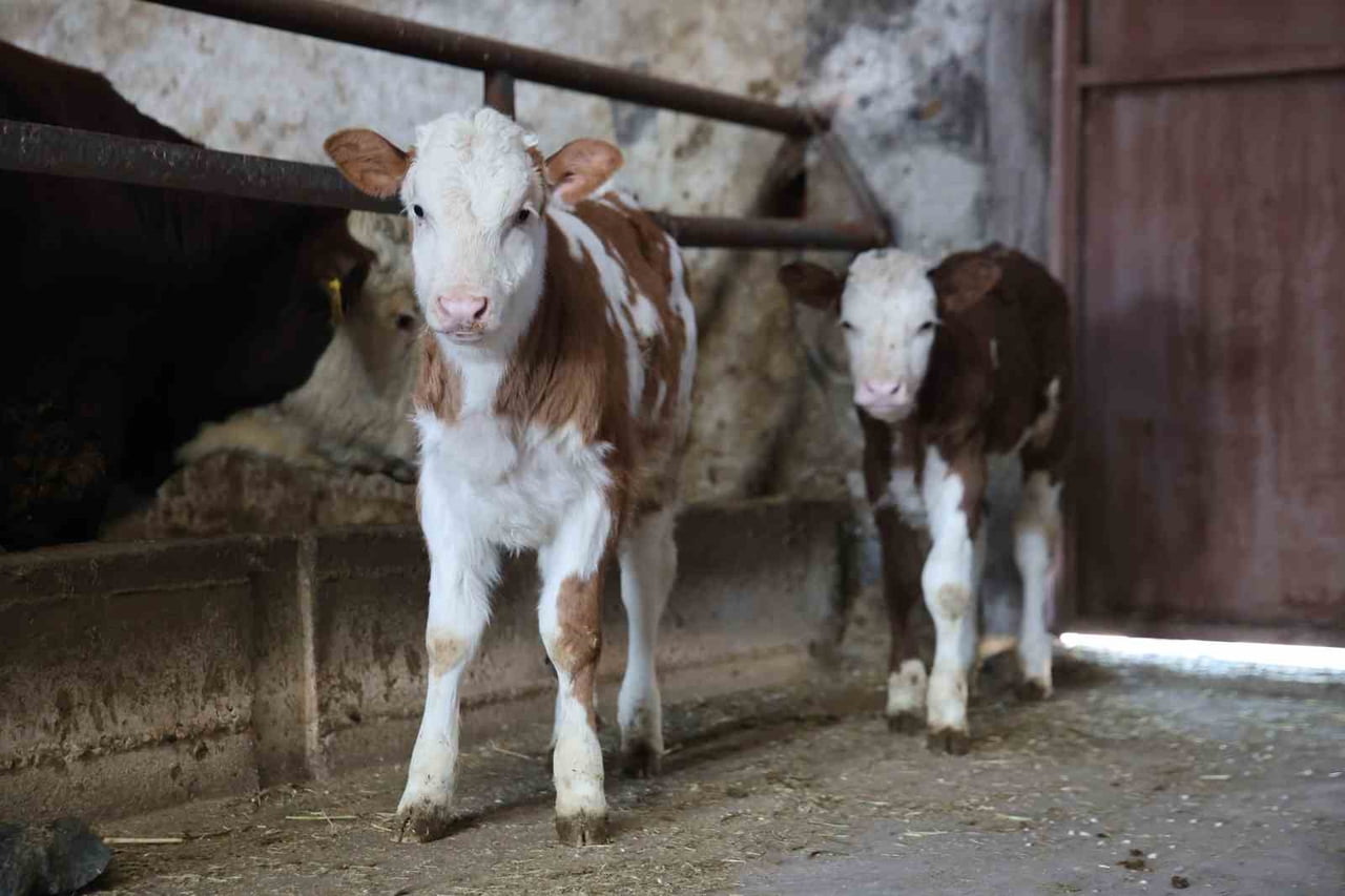ELAZIĞ'DA YENİ YILA SAYILI GÜNLER KALA DOĞAN BUZAĞILAR, ÇİFTÇİNİN YÜZÜNÜ GÜLDÜRDÜ