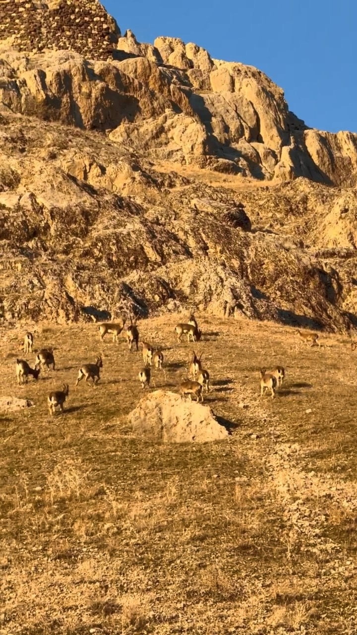 ELAZIĞ'IN PALU İLÇESİNDE BULUNAN TARİHİ PALU KALESİ CİVARINDA SÜRÜ HALİNDE DAĞ KEÇİLERİ...