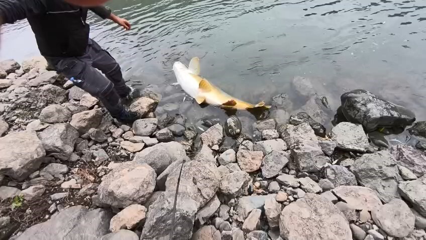 ELAZIĞ’DA AMATÖR BALIKÇILAR, MURAT NEHRİ’NDE 60 KİLOLUK DEV TURNA BALIĞI YAKALADI