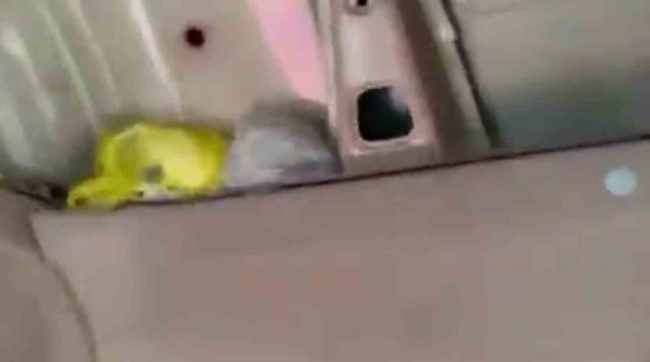 ELAZIĞ’DA DÜZENLENEN OPERASYONDA, KOVANCILAR İLÇESİNDE DURDURULAN ARAÇTA NARKOTİK KÖPEĞİ İLE...