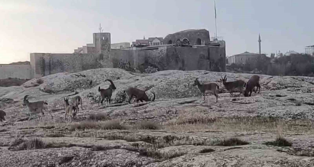 ELAZIĞ’IN HARPUT MAHALLESİ’NDE SABAH SAATLERİNDE DAĞ KEÇİLERİ GÖRÜNTÜLENDİ. NESLİ KORUMA ALTINDA...