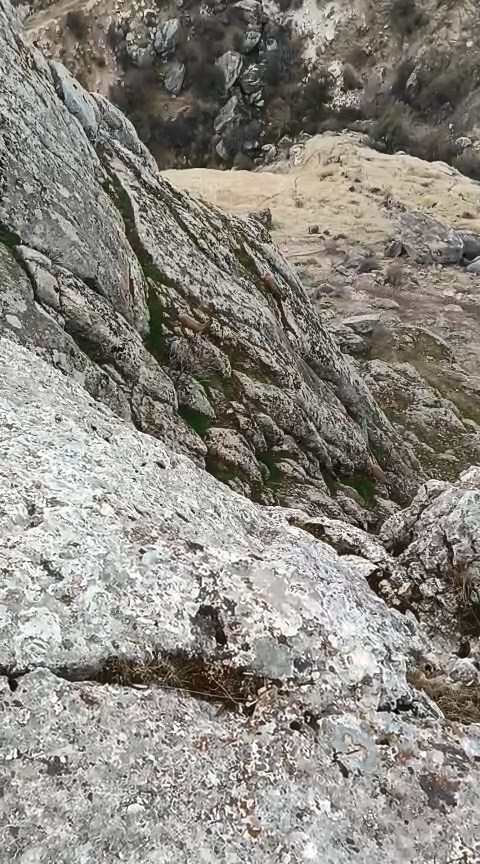 ELAZIĞ’IN TARİHİ HARPUT MAHALLE’SİNDE SÜRÜ HALİNDE GEZEN DAĞ KEÇİLERİ GÖRÜLDÜ