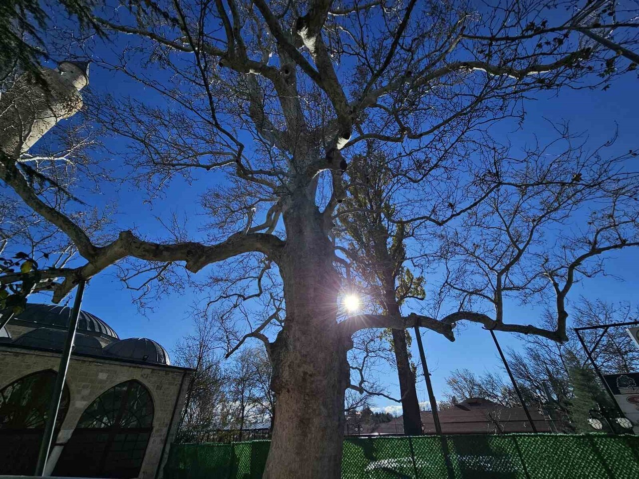 ELAZIĞ’IN TARİHİ HARPUT MAHALLESİ’NDE BULUNAN VE 1700’LÜ YILLARDA DİKİLDİĞİ BİLİNEN TARİHİ ÇINAR...