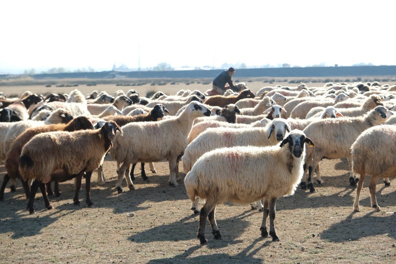 ERZİNCAN’DA KAR YAĞIŞSIZ, KURAK GEÇEN ARALIK AYINDA HAVALARINDA SICAK GİTMESİYLE BİRLİKTE KÜÇÜKBAŞ...