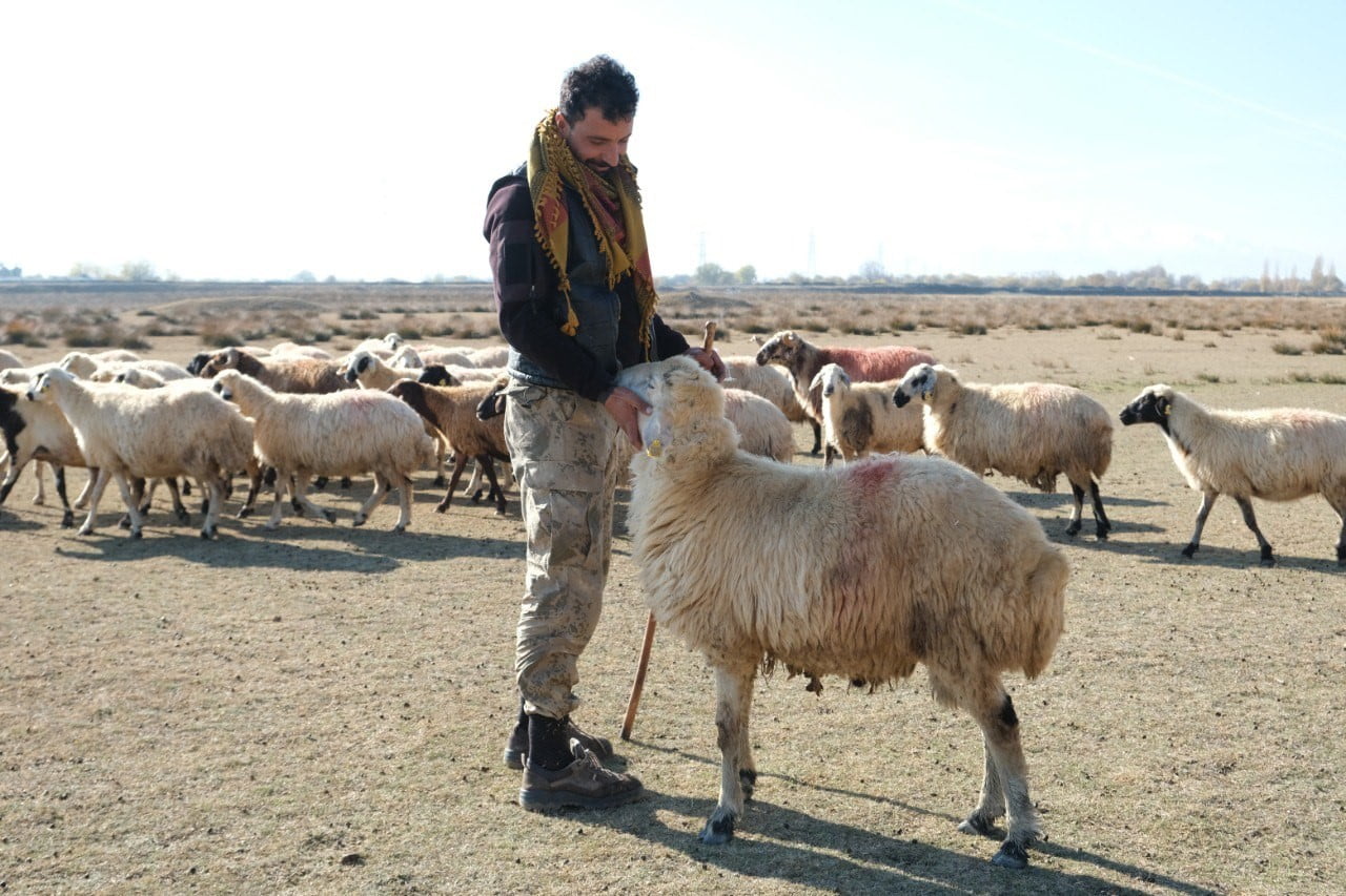 ERZİNCAN’DA KAR YAĞIŞSIZ, KURAK GEÇEN ARALIK AYINDA HAVALARINDA SICAK GİTMESİYLE BİRLİKTE KÜÇÜKBAŞ...
