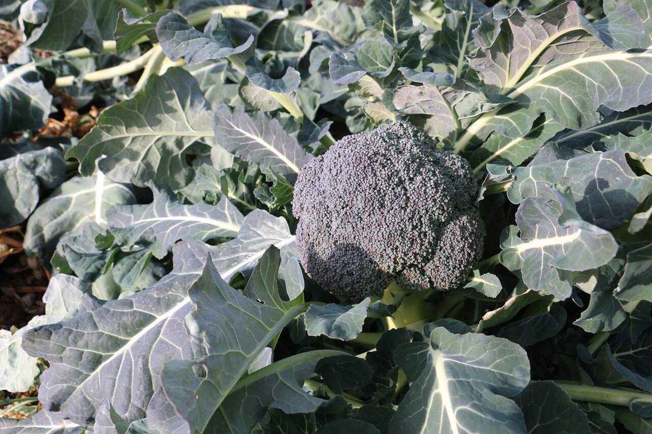 ERZİNCAN’DA KIŞ ORTASINDA SEBZE HASADI