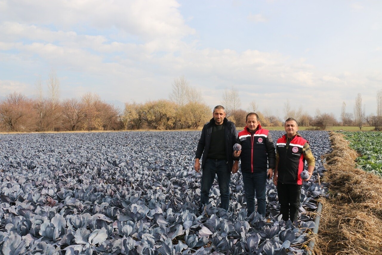 ERZİNCAN’DA KIŞ ORTASINDA SEBZE HASADI