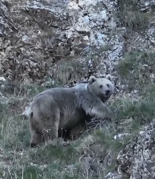 ERZİNCAN’DA KIŞ UYKUSUNA HAZIRLANAN İKİ AYI GÖRÜNTÜLENDİ