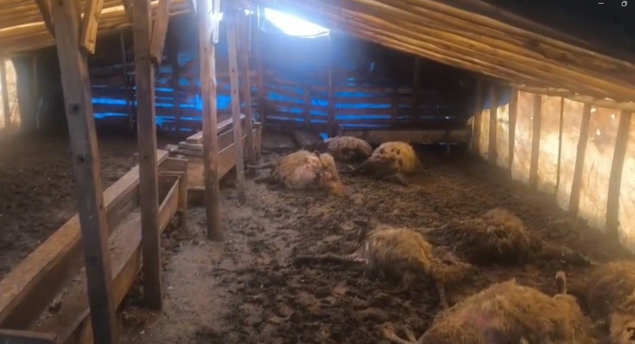 ERZİNCAN’DA KURTLAR AHIRA GİRDİ: 10 KOYUN TELEF OLDU, 10 KOYUN YARALANDI