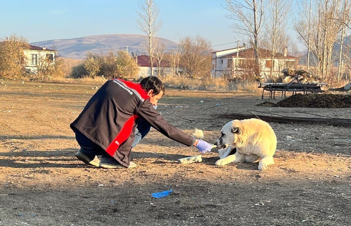 ERZİNCAN’DA SOKAK KÖPEKLERİNE KUDUZ AŞISI