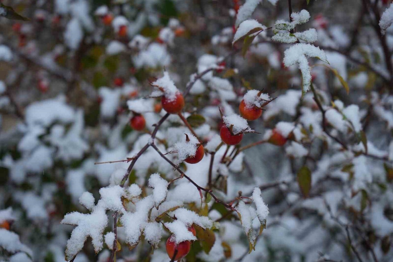 ERZURUM’DA UZUN SÜREDİR YÜKSEK KESİMLERDE ETKİLİ OLAN KAR YAĞIŞI KENT MERKEZİNDE DE YÜZÜNÜ...