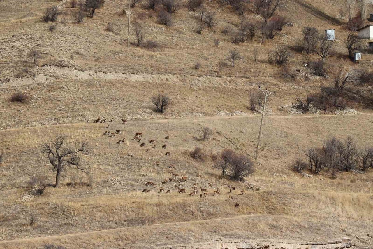 ERZURUM DOĞA KORUMA VE MİLLİ PARKLAR MÜDÜRLÜĞÜ TARAFINDAN, YABAN KEÇİSİ POPÜLASYONU İLE İLGİLİ...