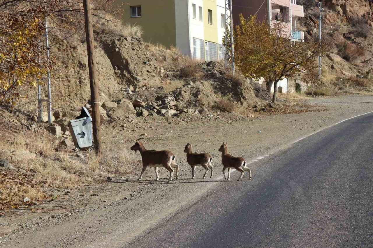 ERZURUM DOĞA KORUMA VE MİLLİ PARKLAR MÜDÜRLÜĞÜ TARAFINDAN, YABAN KEÇİSİ POPÜLASYONU İLE İLGİLİ...
