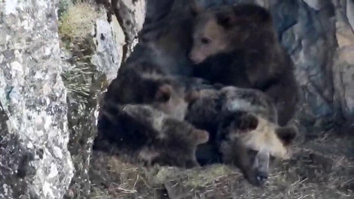 ERZURUM’UN İSPİR İLÇESİNDE KIŞ UYKUSUNA YATMAYA HAZIRLANAN AYI AİLESİ CEP TELEFONU İLE...