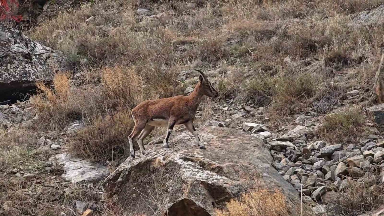 ERZURUM’UN TORTUM VE UZUNDERE İLÇELERİNDE DAĞ KEÇİLERİ, YÜKSEK RAKIMLARDAN İLÇE MERKEZİNE KADAR...