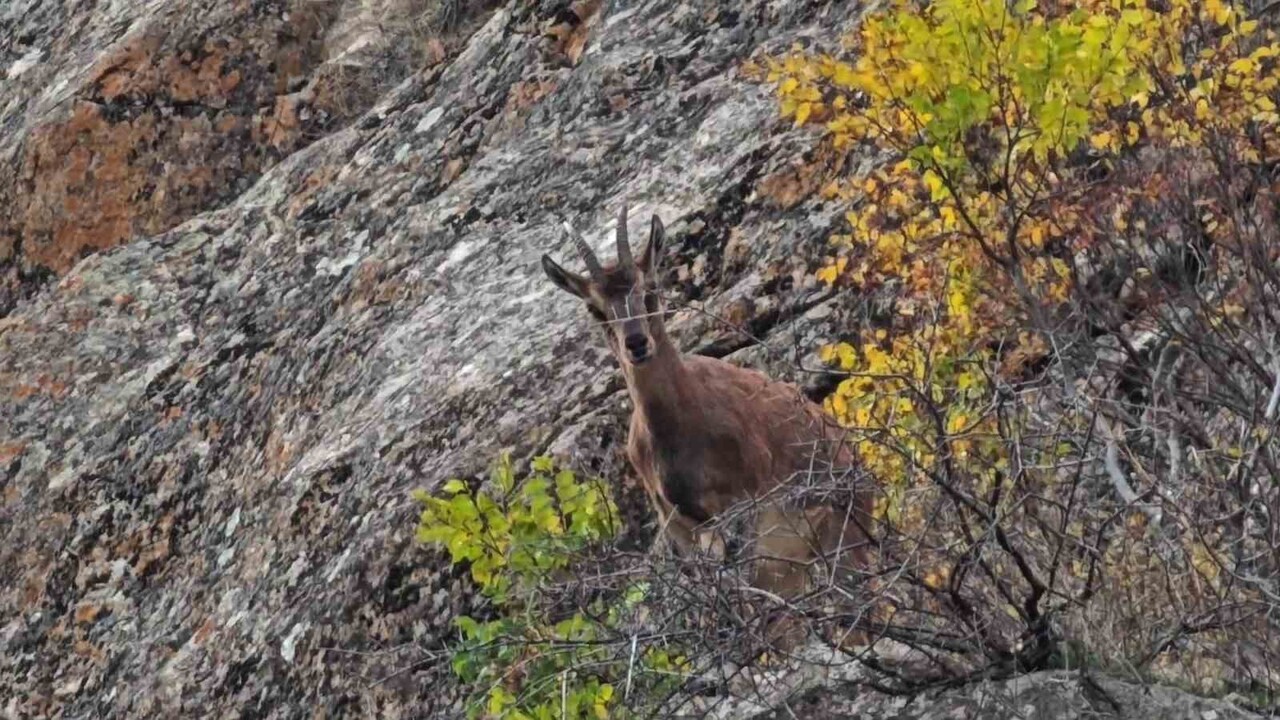 ERZURUM’UN TORTUM VE UZUNDERE İLÇELERİNDE DAĞ KEÇİLERİ, YÜKSEK RAKIMLARDAN İLÇE MERKEZİNE KADAR...