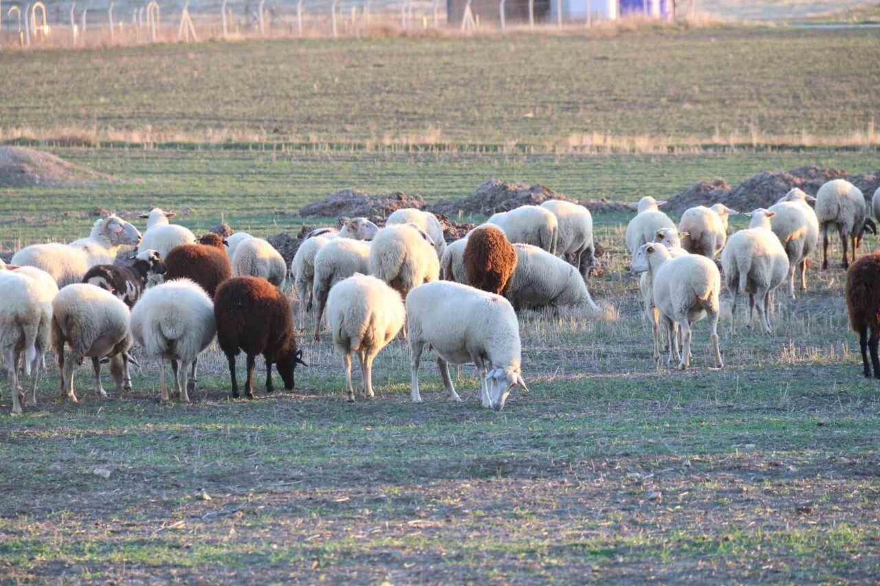 ESKİŞEHİR'DE BU YIL, GEÇEN SENEYE GÖRE DAHA YUMUŞAK HAVAYLA GEÇEN KIŞ AYLARINDAN DOLAYI ÇOBANLAR...
