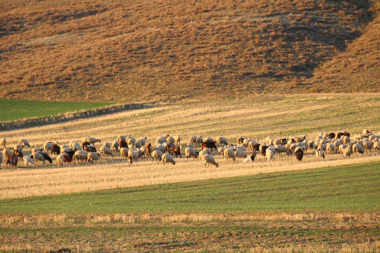 ESKİŞEHİR'DE BU YIL, GEÇEN SENEYE GÖRE DAHA YUMUŞAK HAVAYLA GEÇEN KIŞ AYLARINDAN DOLAYI ÇOBANLAR...