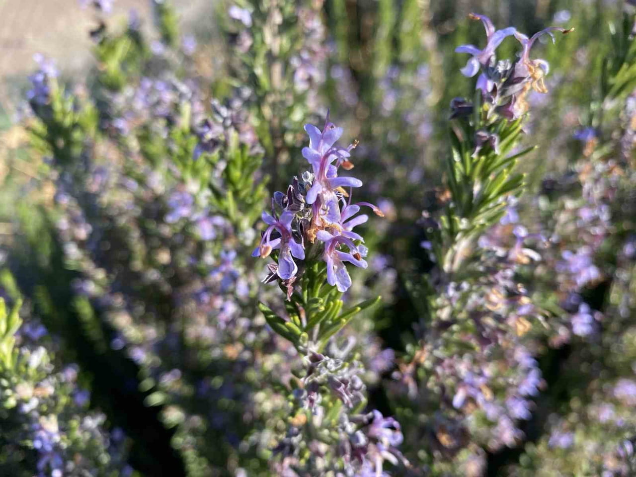 ESKİŞEHİR OSMANGAZİ ÜNİVERSİTESİ (ESOGÜ) ZİRAAT FAKÜLTESİ TARLA BİTKİLERİ BÖLÜMÜ ÖĞR. ÜYESİ PROF....