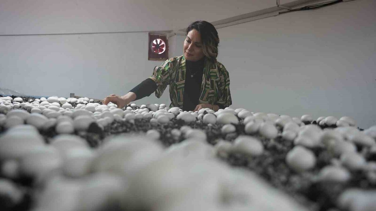 FEN-EDEBİYAT FAKÜLTESİ BÜNYESİNDE 8 YILDIR FAALİYET GÖSTEREN MANTAR ÜRETİM TESİSİNDE, ÖĞRENCİLER...