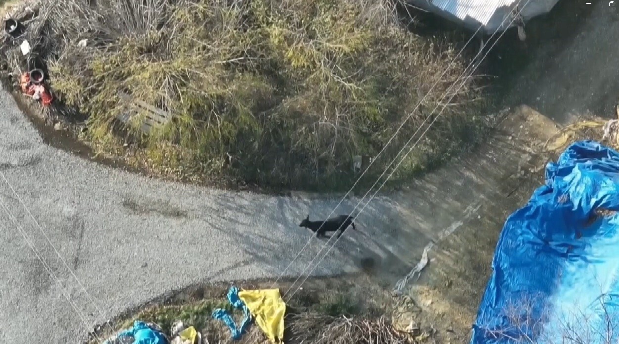 FİRARİ ANGUSU DRONE İLE GÖRÜNTÜLEDİ