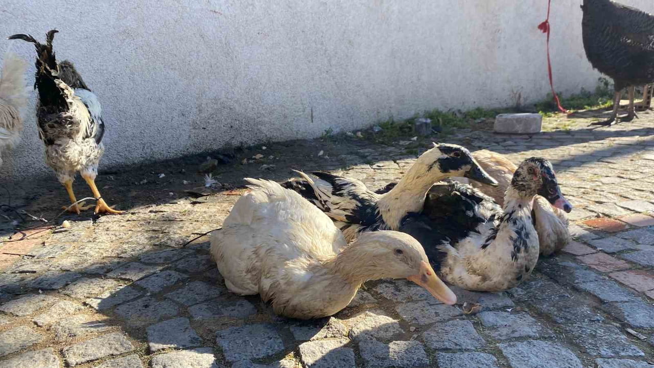 FİYATLARIN GEÇEN YILA GÖRE ÇOK FAZLA ARTMADIĞINI VURGULAYAN GÜMÜŞLER, ENFLASYON SÖYLEMLERİNİN...