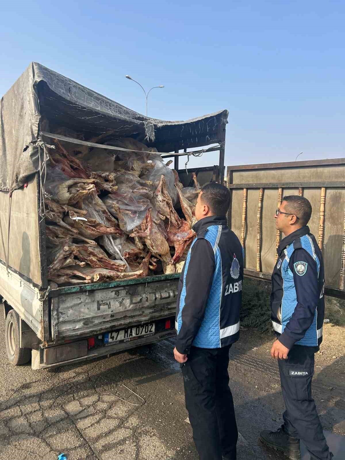 GAZİANTEP’İN NİZİP İLÇESİNDE POLİS EKİPLERİNCE DURDURULAN BİR KAMYONETİN KASASINDA KİLOLARCA BOZUK...