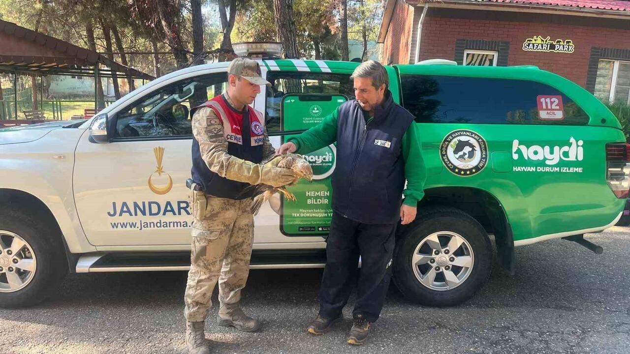 GAZİANTEP’TE YARALI HALDE BULUNAN KARTAL, TEDAVİ ALTINA ALINDI