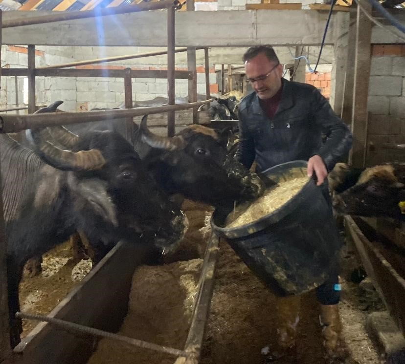 GİRESUN’DA DAMIZLIK MANDA YETİŞTİRİCİLERİ BİRLİĞİ’NE ÜYE 286 İŞLETMEYE TOPLAM 12 MİLYON 305 BİN...