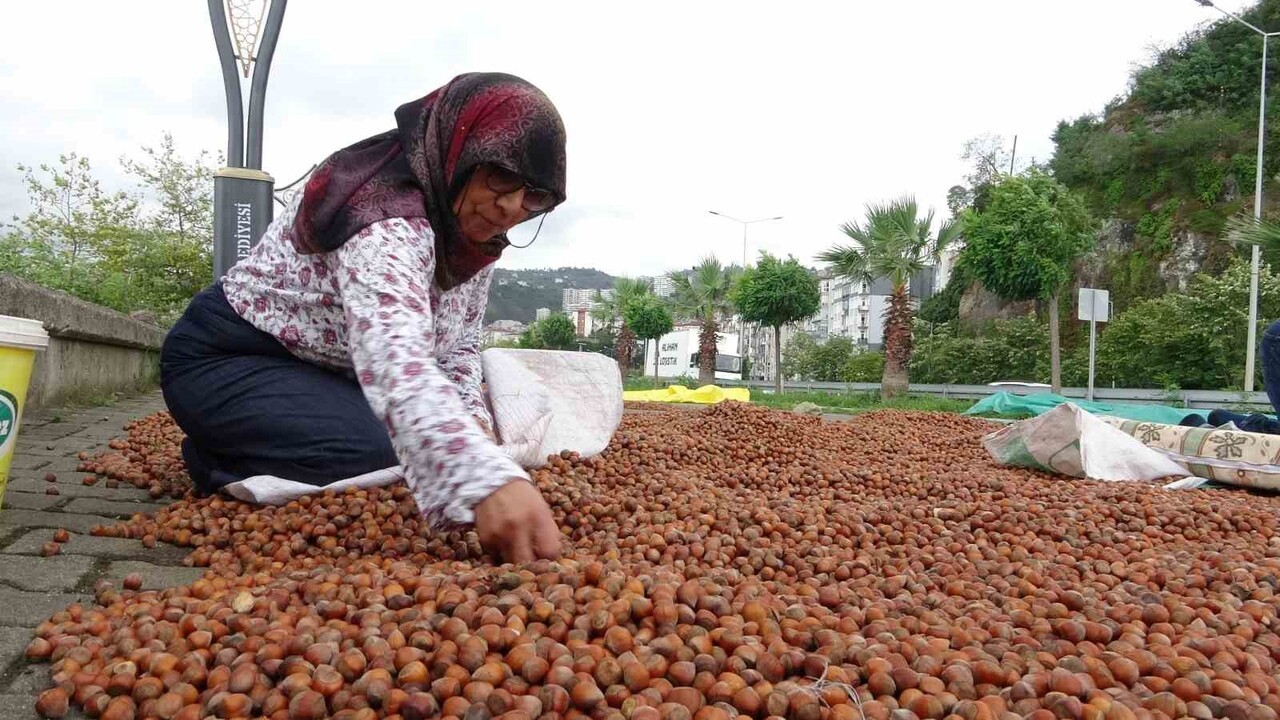 GİRESUN’DA SERBEST PİYASADA FINDIK FİYATLARI SON BİR AYDA YAŞANAN DÜŞÜŞLE BİRLİKTE 250 LİRAYA...