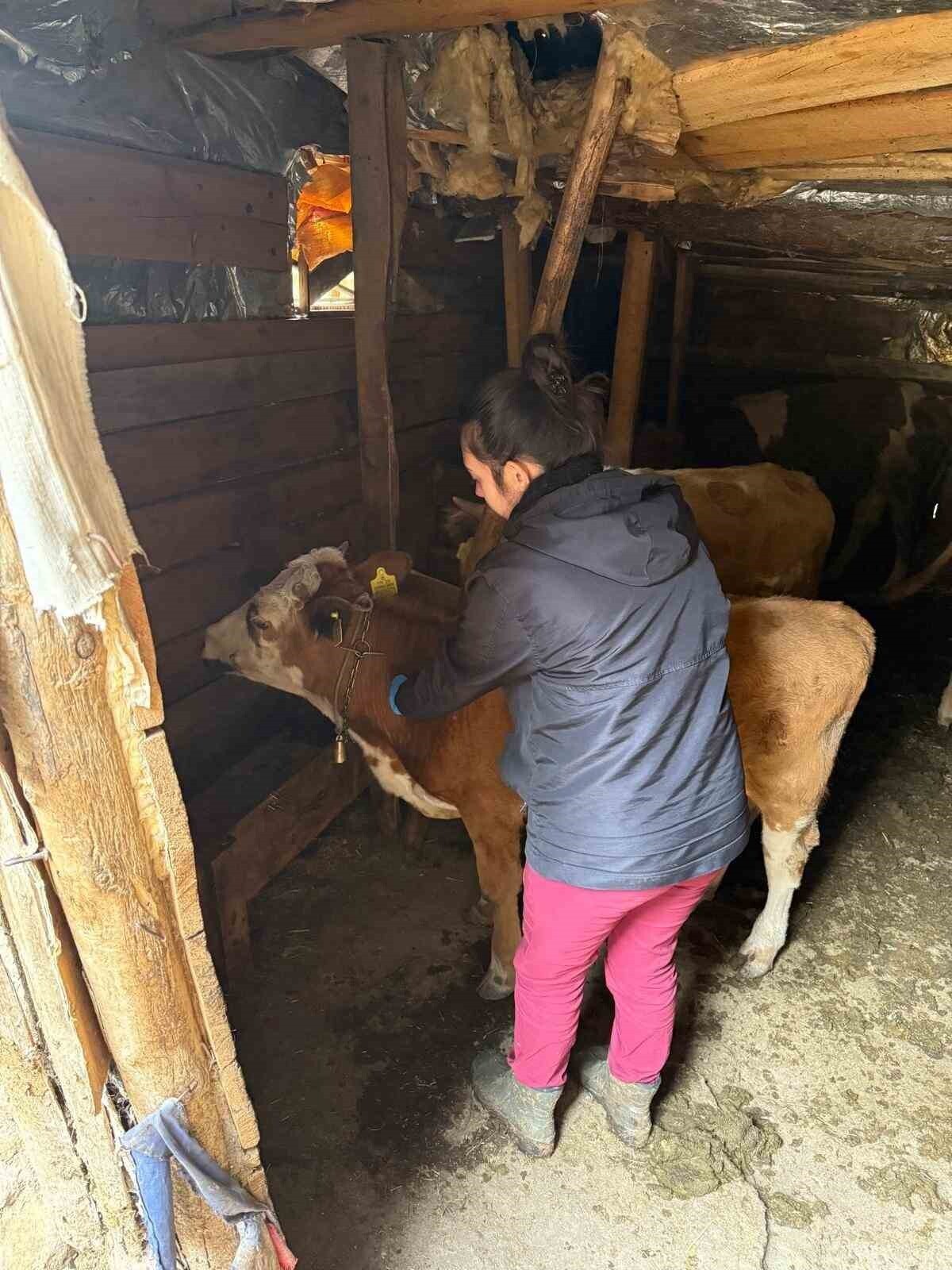 GİRESUN İL TARIM VE ORMAN MÜDÜRLÜĞÜ TARAFINDAN İL GENELİNDE 2025 YILI İÇERİSİNDE YAKLAŞIK 450...